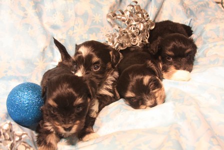 havanese-puppies